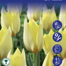 8718641999691 1 Tulip Honky Tonk Bulbs.jpg